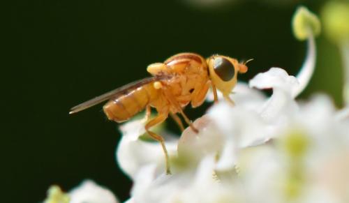 Réf. 289 850 : Chlorops sp.